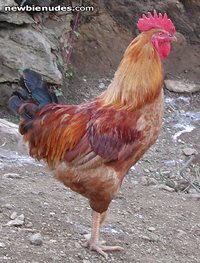 now thats a HUGE COCK!!!!!!!!!